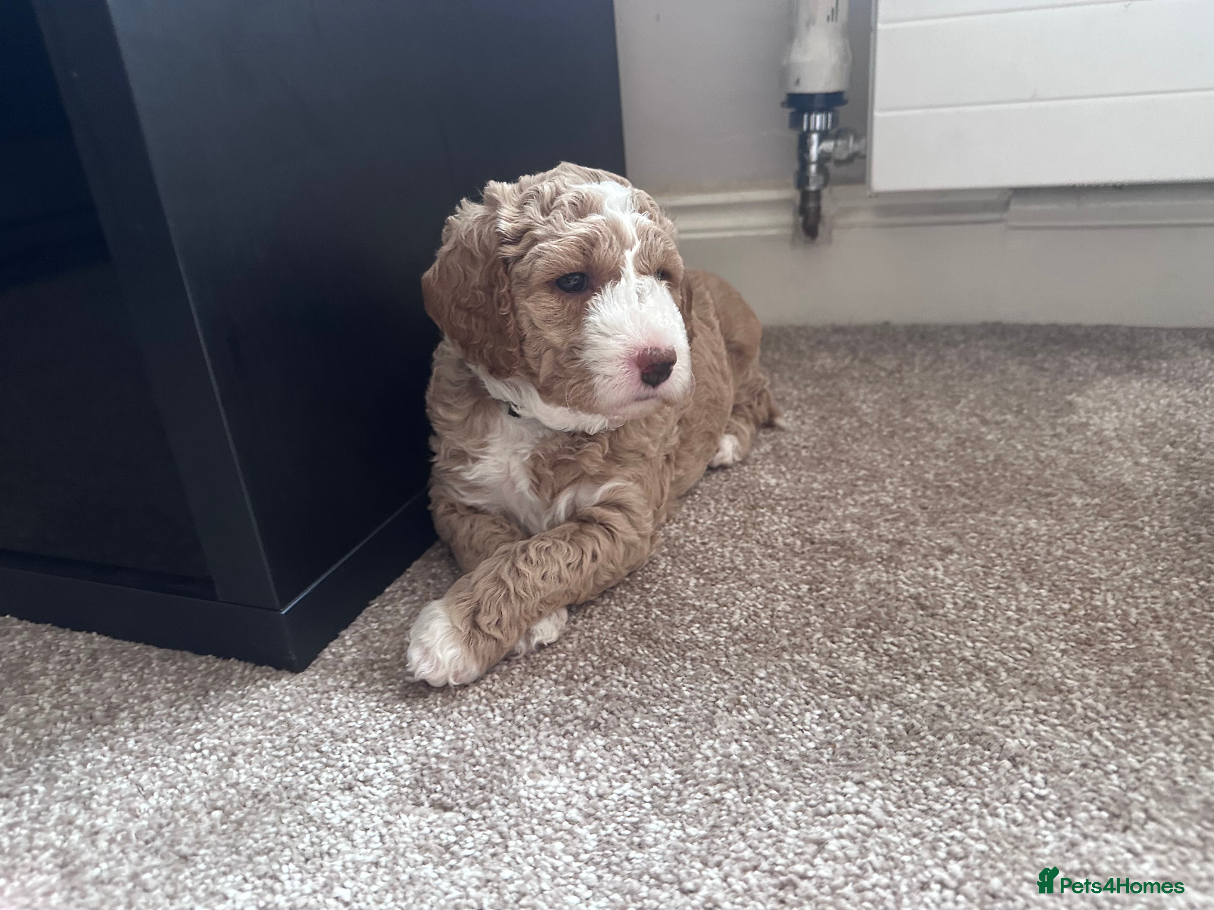 Australian Labradoodle dogs ⭐ Stunning Australian Labradoodles – Ready June ⭐ - Advert 2