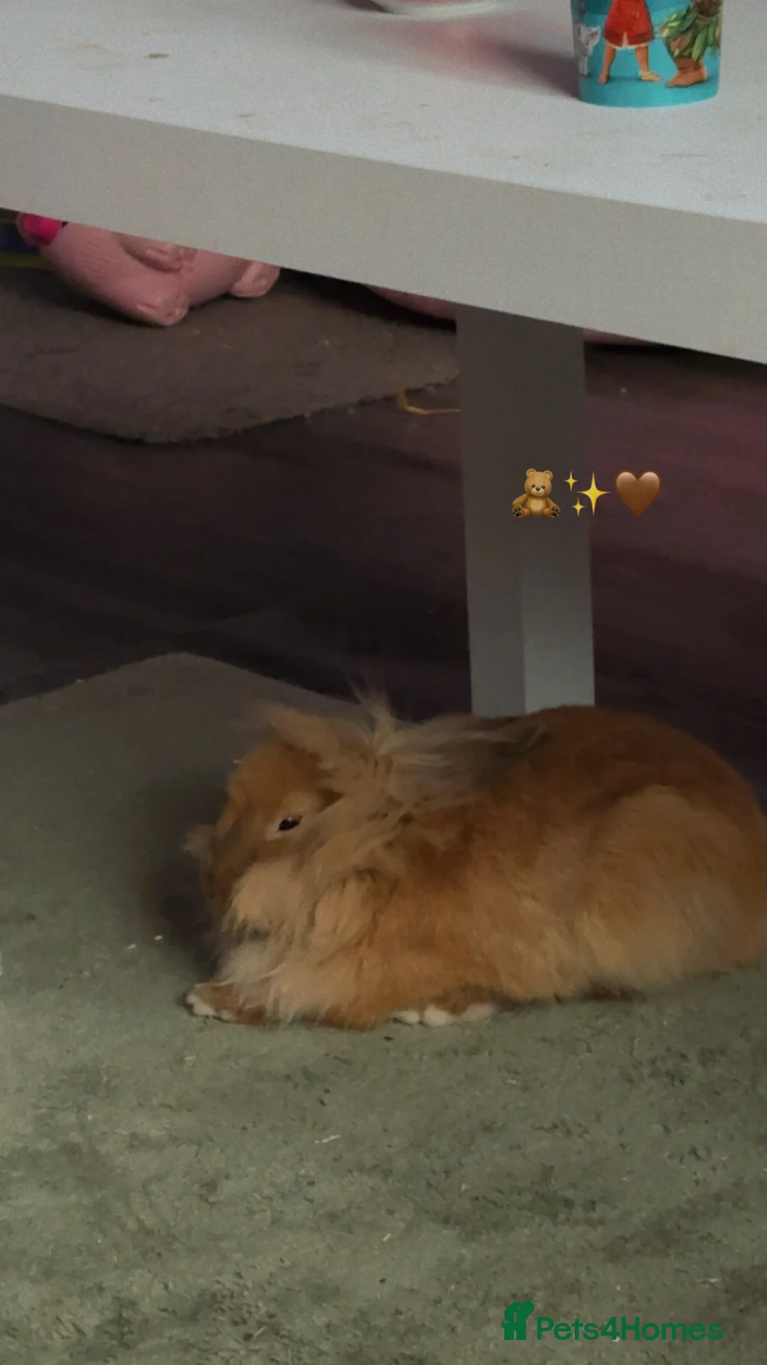 Lionhead rabbits for sale: ginger lion head female  in Peterborough - Advert 1