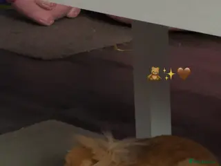 Lionhead rabbits ginger lion head female in Peterborough - Advert 3