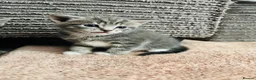 American Shorthair cats for sale: 2 stunning silver tabby boys - Advert 9