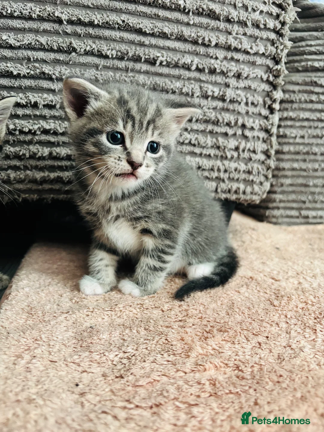 American Shorthair cats for sale: 2 stunning silver tabby boys - Advert 9