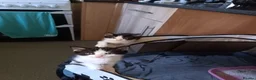 Mixed Breed cats for sale: 6 week old kittens (Not ready to leave mum yet) in Bradford - Advert 3