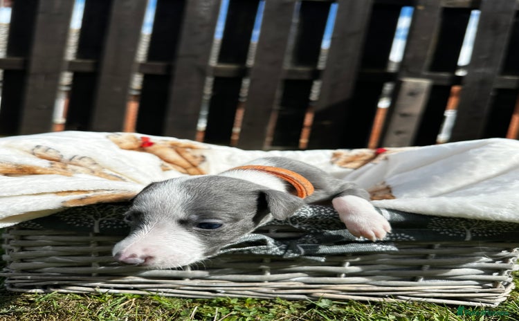 Whippet dogs - Advert 6