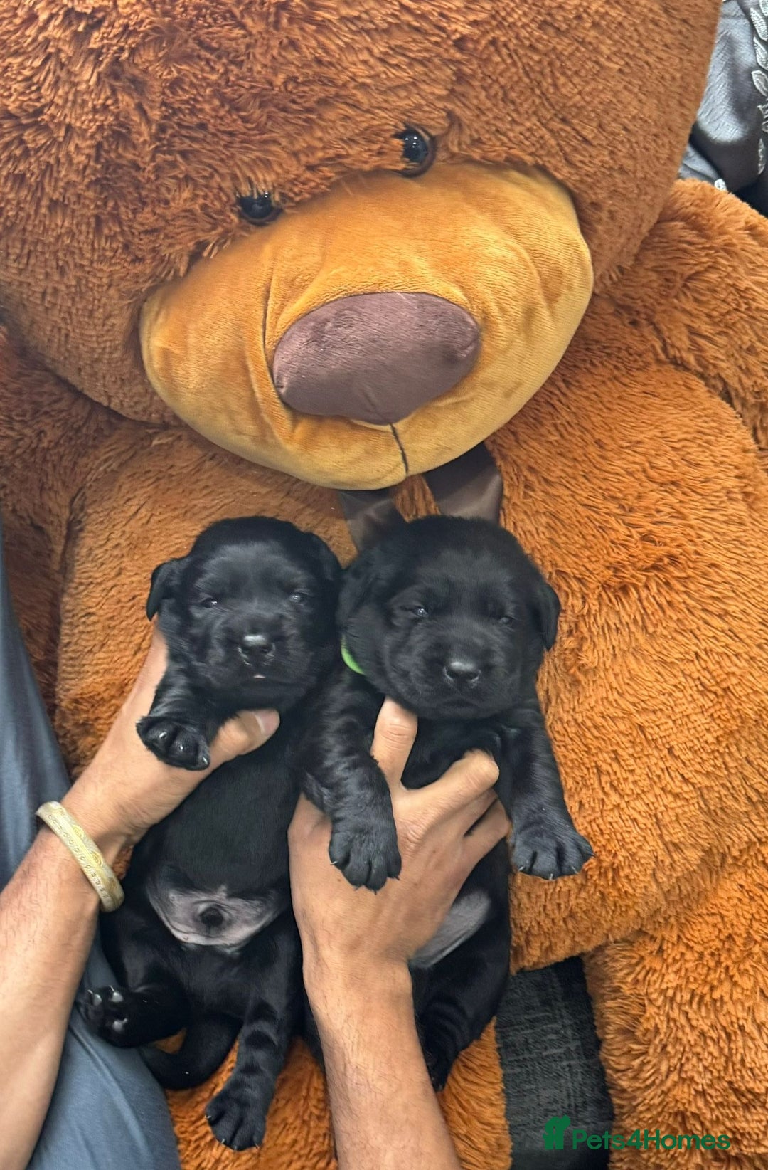 Labrador Retriever dogs for sale: beautyfull pedigree labrador - Image 1