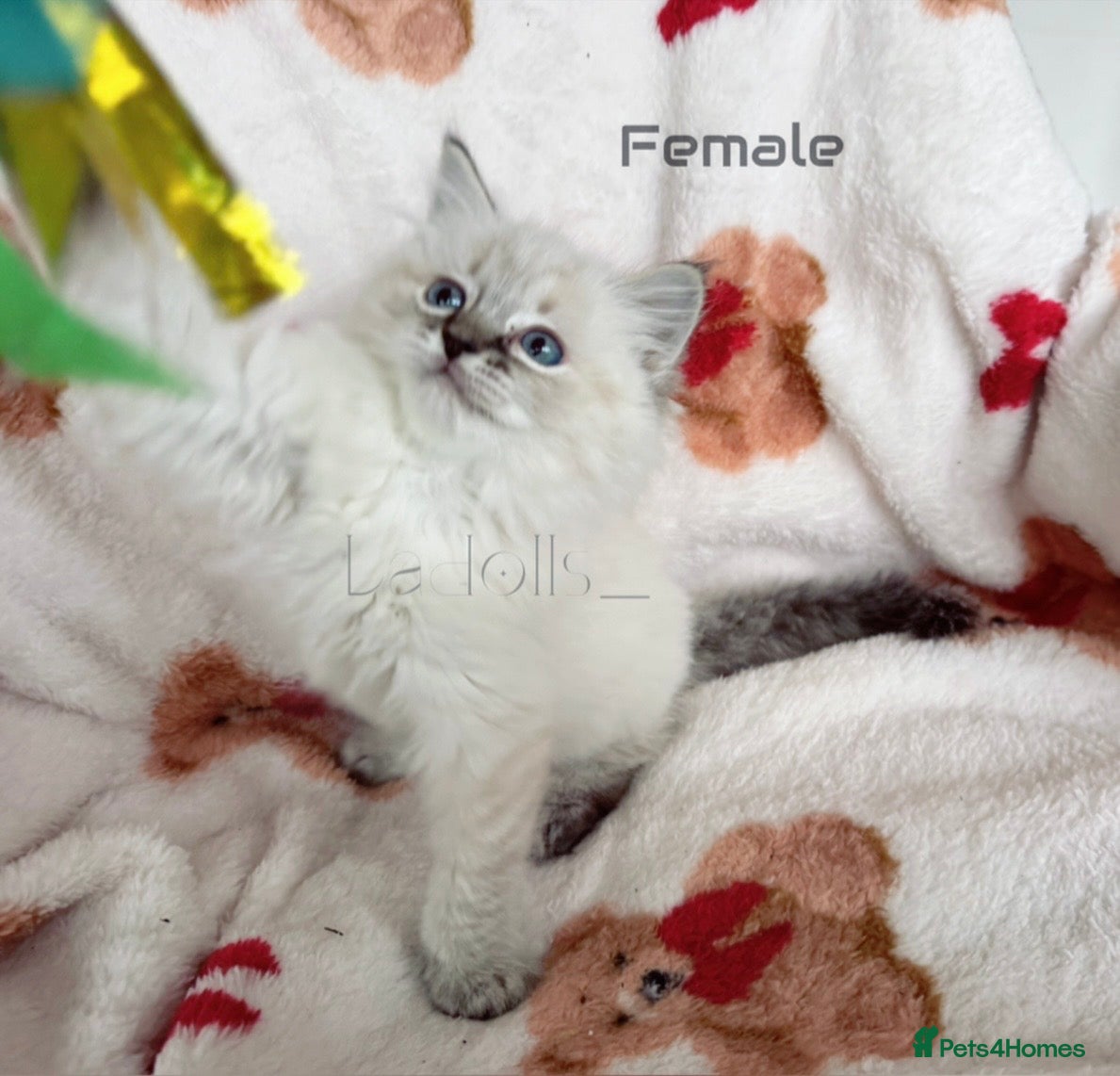 Ragdoll cats  Female and Male Available🐾 - Advert 17