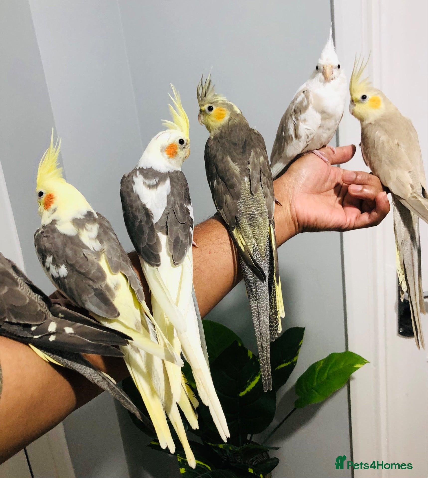 Cockatiels birds Beautiful baby hand tamed cockatiels for sale. - Advert 17