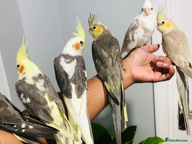 Cockatiels birds Beautiful baby hand tamed cockatiels for sale. - Advert 1