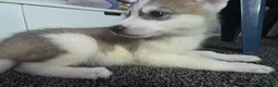 Huskita dogs for sale: huskita/siberian husky puppies - Advert 24