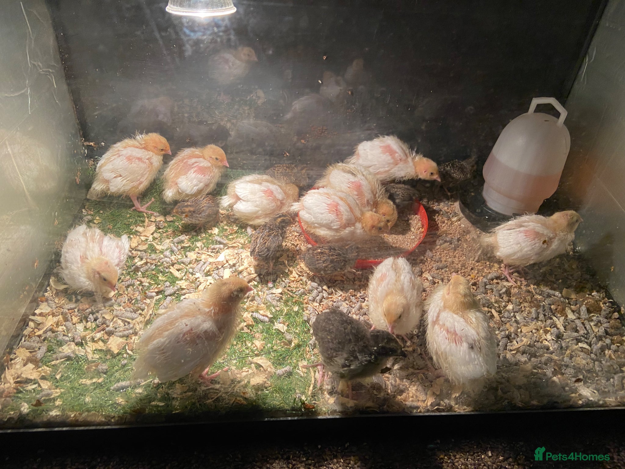 Quail poultry Quail  - Advert 1