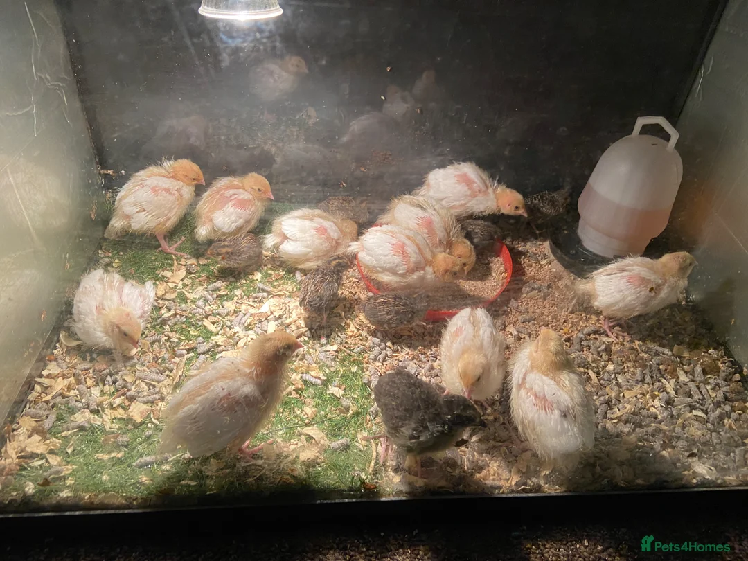 Quail poultry for sale: Quail  - Advert 1