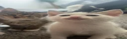 Domestic Shorthair cats for sale: 1 female left  - Advert 3