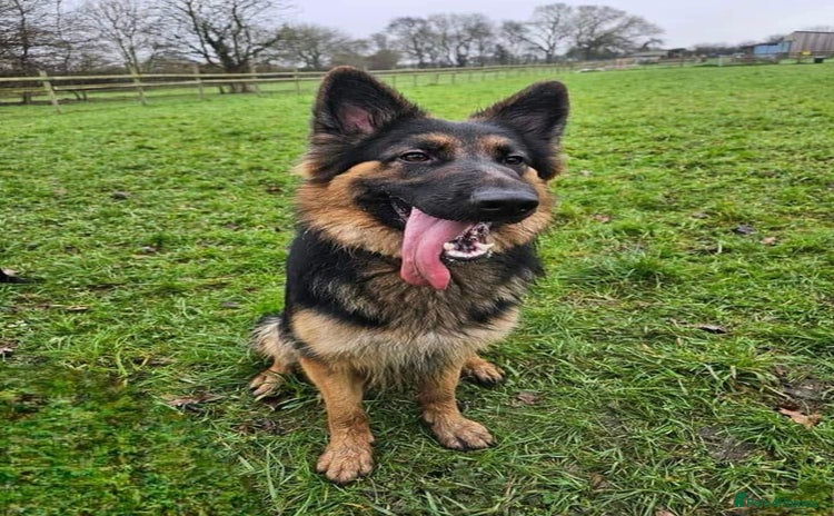 German Shepherd dogs - Advert 3