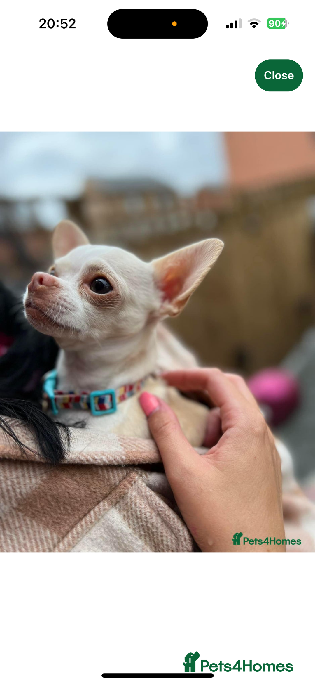 Chihuahua dogs for sale: Chihuahuas puppies  - Image 11