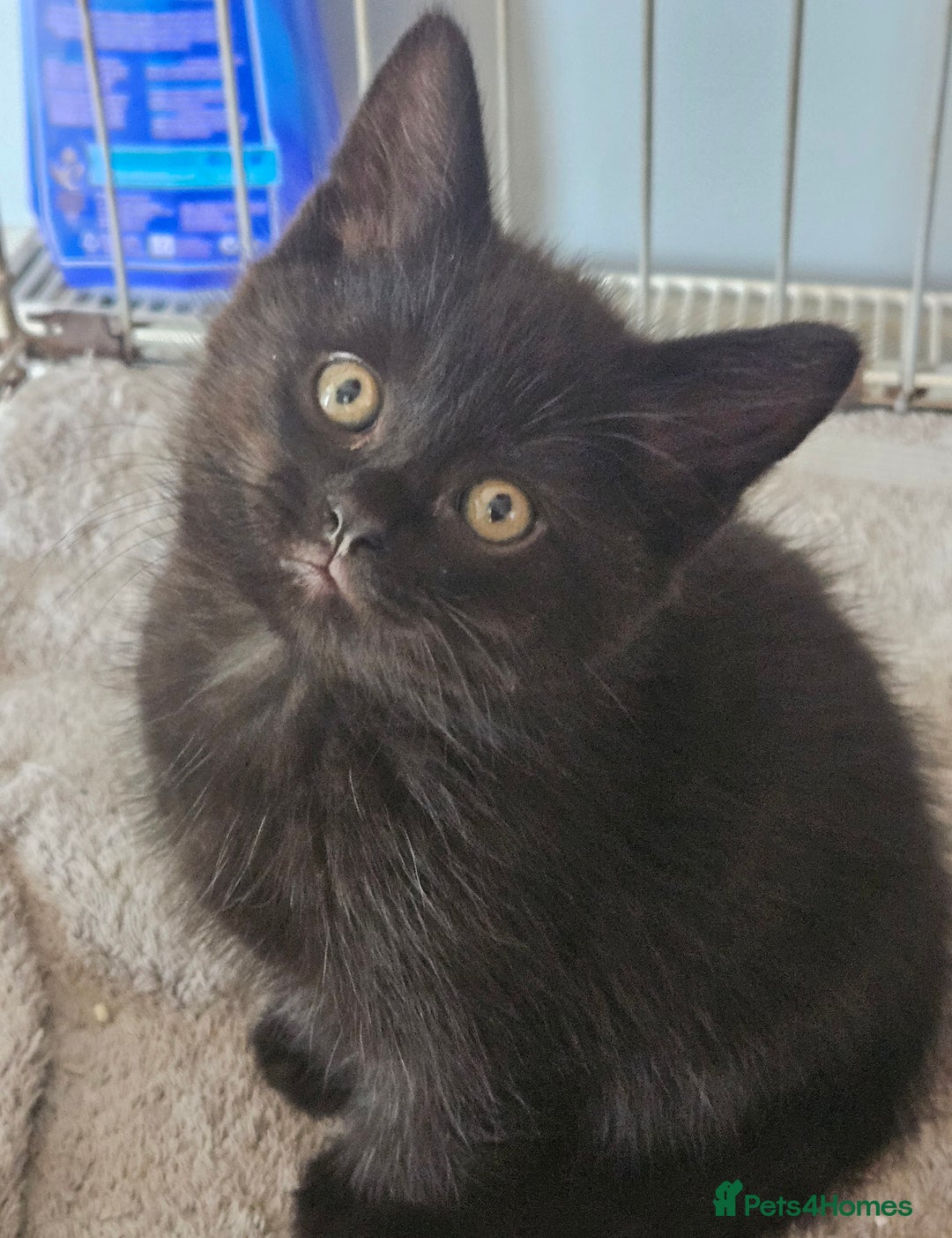 Maine Coon cats for sale: Beautiful black fluffy part maincoon kittens - Image 12