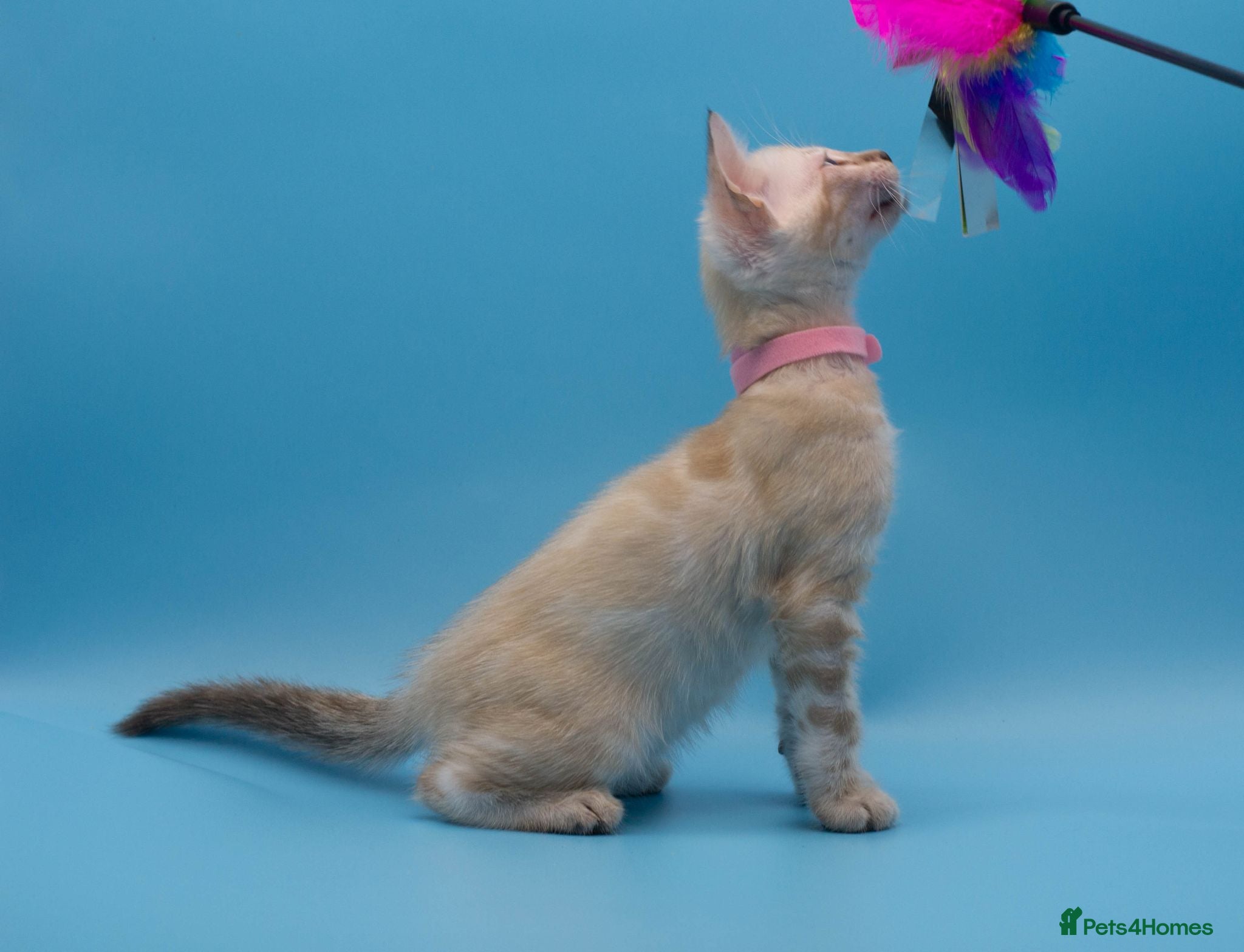 Bengal cats TICA Registered Snow & Charcoal Bengal Kittens - Advert 1