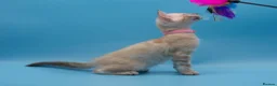 Bengal cats for sale: TICA Registered Snow & Charcoal Bengal Kittens - Advert 1