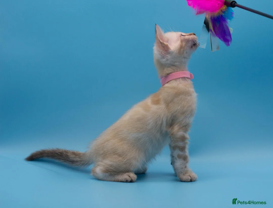 Bengal cats for sale: TICA Registered Snow & Charcoal Bengal Kittens - Advert 1