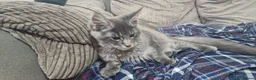 Maine Coon cats for sale: Beautiful Maine Coon kittens - Advert 22