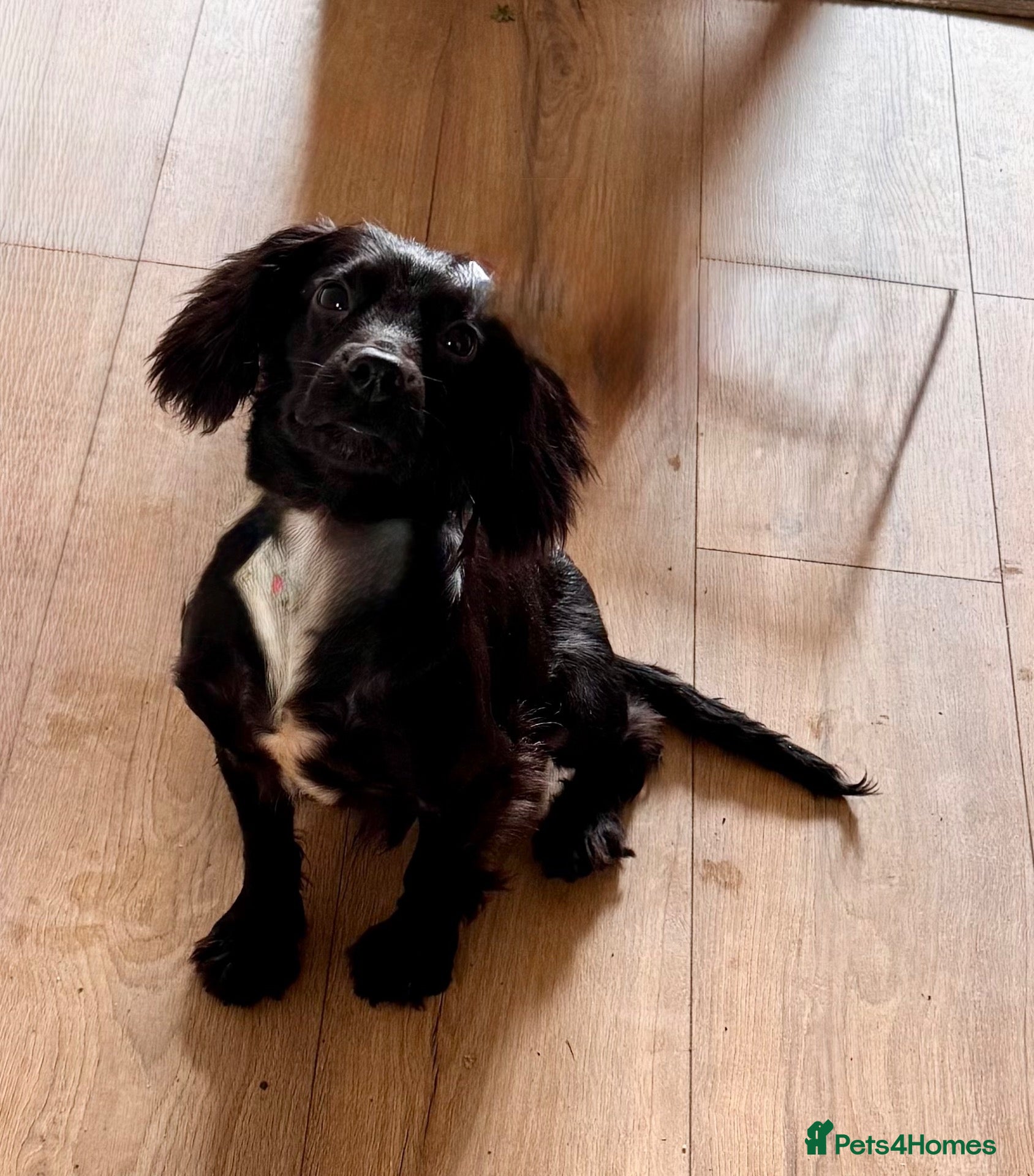 Cocker Spaniel dogs Cocker spaniel puppy - Advert 1