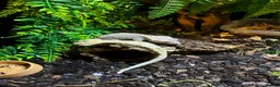 Gecko reptiles for sale: Breeding Pair Crested Geckos  - Advert 2