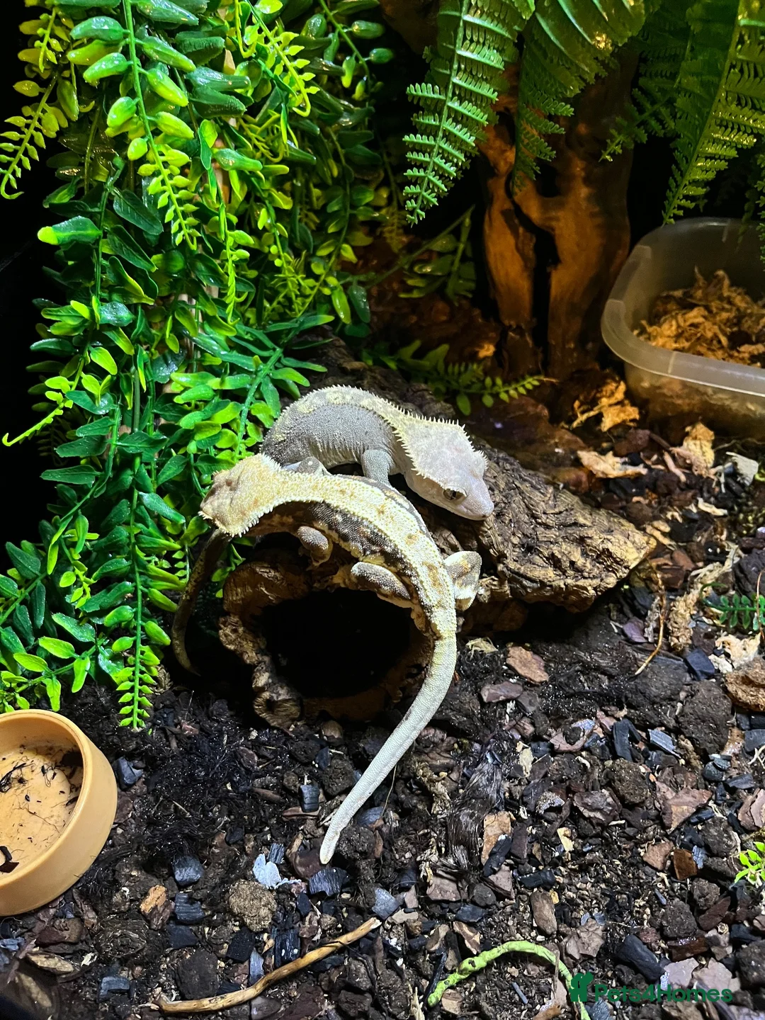Gecko reptiles for sale: Breeding Pair Crested Geckos  - Advert 2