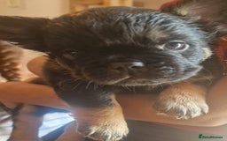 French Bulldog dogs for sale: Fluffy frenchies for sale call 07760346117 - Image 2