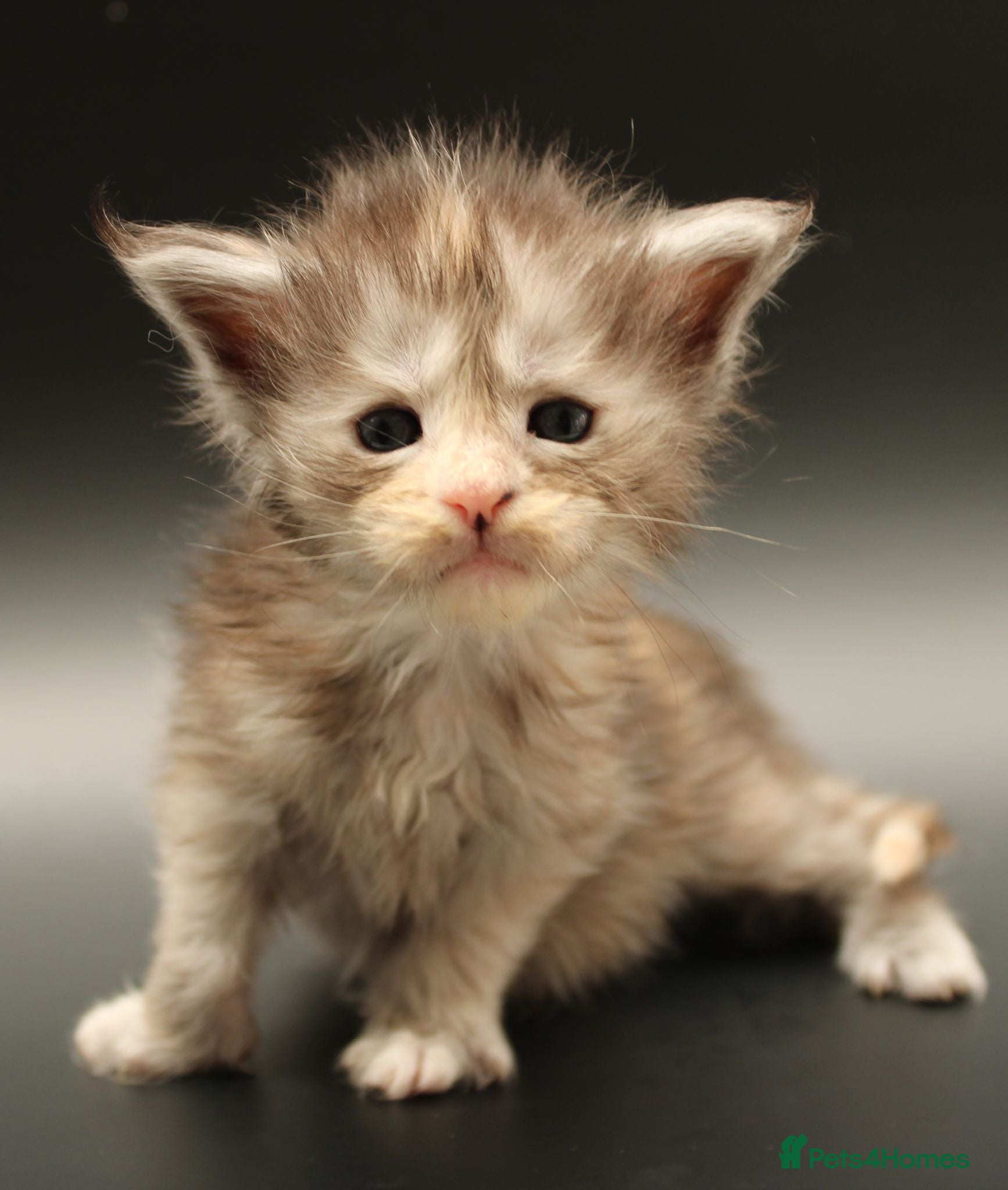 Maine Coon cats Tica Registered Maine Coon Kittens Available  - Advert 1