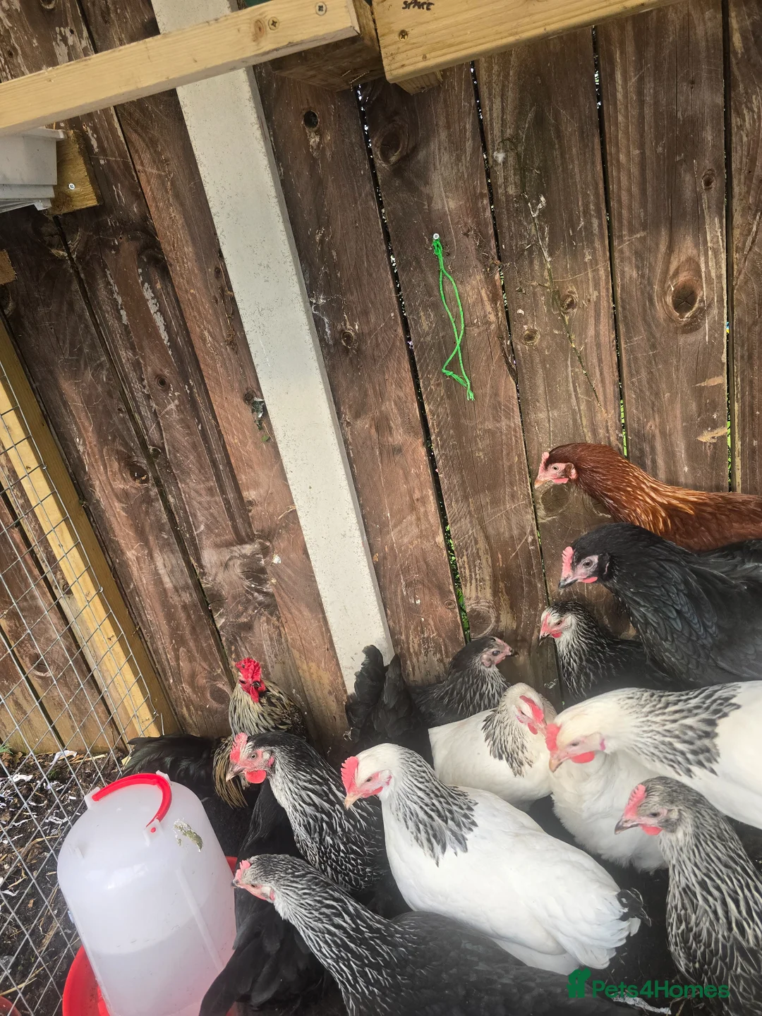 Chickens poultry for sale: Point of Lay Silver/Light Sussex & Speckeldy hens - Advert 2