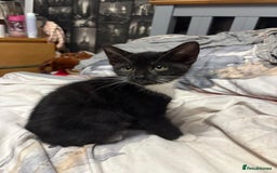 Mixed Breed cats for sale: 4 beautiful black and white kittens - Image 7