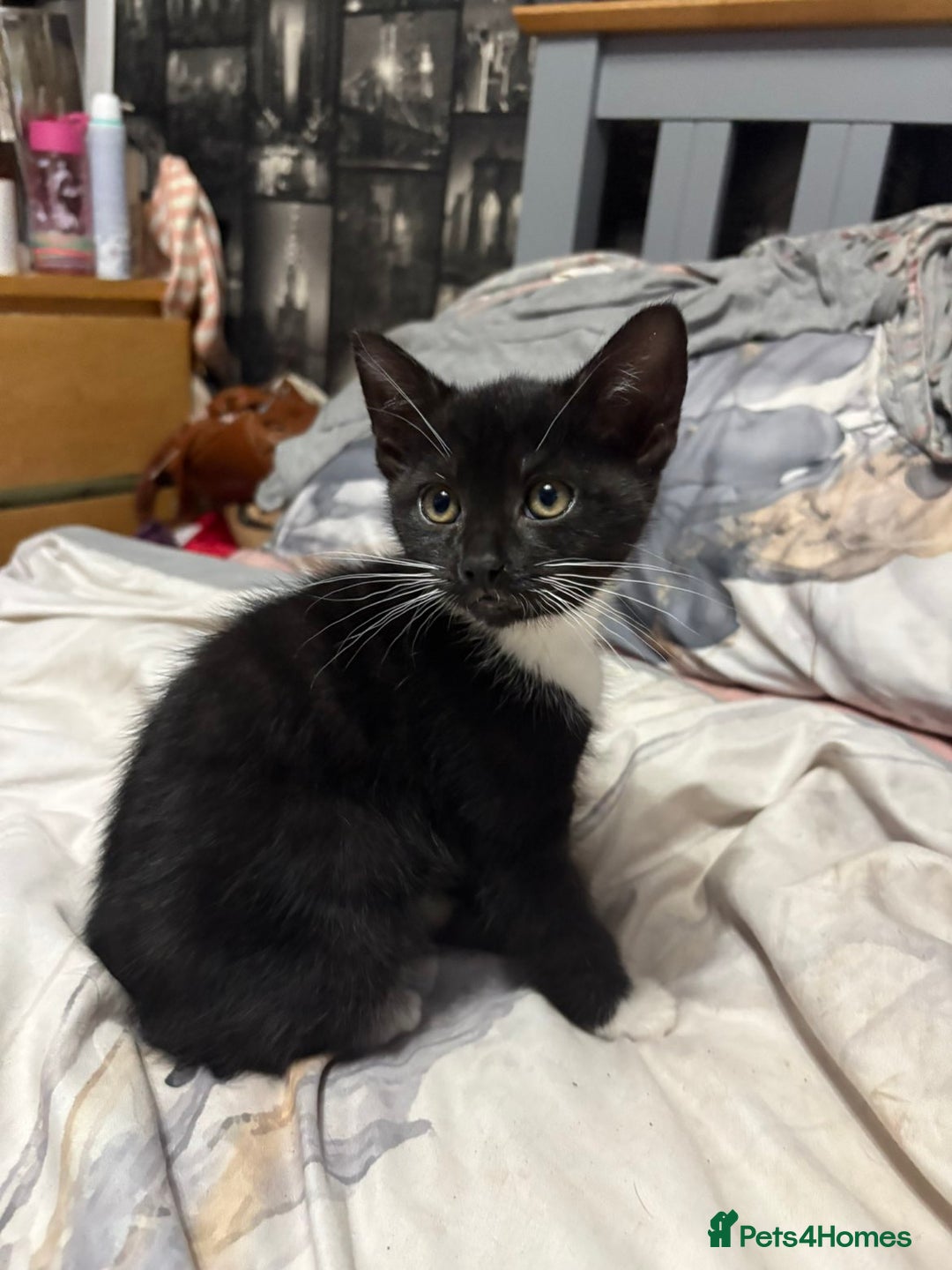 Mixed Breed cats for sale: 4 beautiful black and white kittens - Image 7