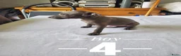 Italian Greyhound dogs for sale: Stunning kc Italian greyhounds  - Advert 7