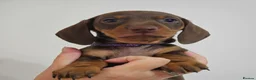 Dachshund dogs for sale: READY SUNDAY,  stunning pups kc reg parents  - Advert 5