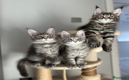 Maine Coon cats for sale: Gorgeous Pure Breed Maine Coon Kittens - Image 1