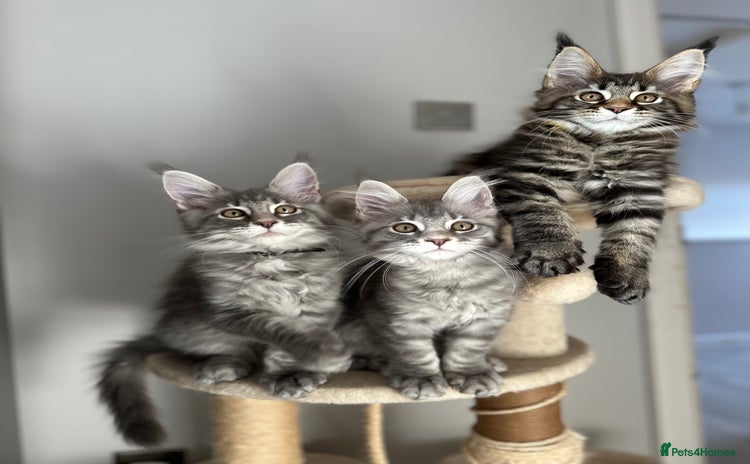 Maine Coon cats - Advert 1