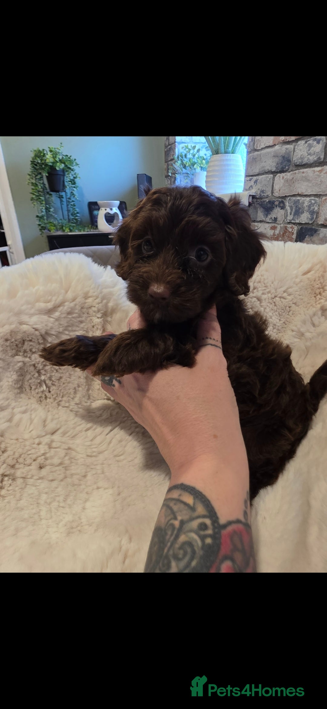 Cockapoo dogs for sale: F1b toy cockapoo puppies ready 3/11/25 - Image 11