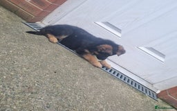 German Shepherd dogs for sale: 🐾🖤 Beautiful German Shepherd Pups for Sale🐶🏡 - Image 2