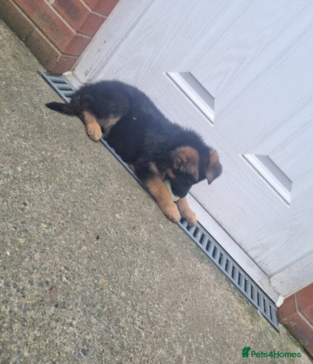 German Shepherd dogs for sale: 🐾🖤 Beautiful German Shepherd Pups for Sale🐶🏡 - Image 2