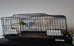 Budgerigars birds for sale: Budgies looking for a home  - Image 3