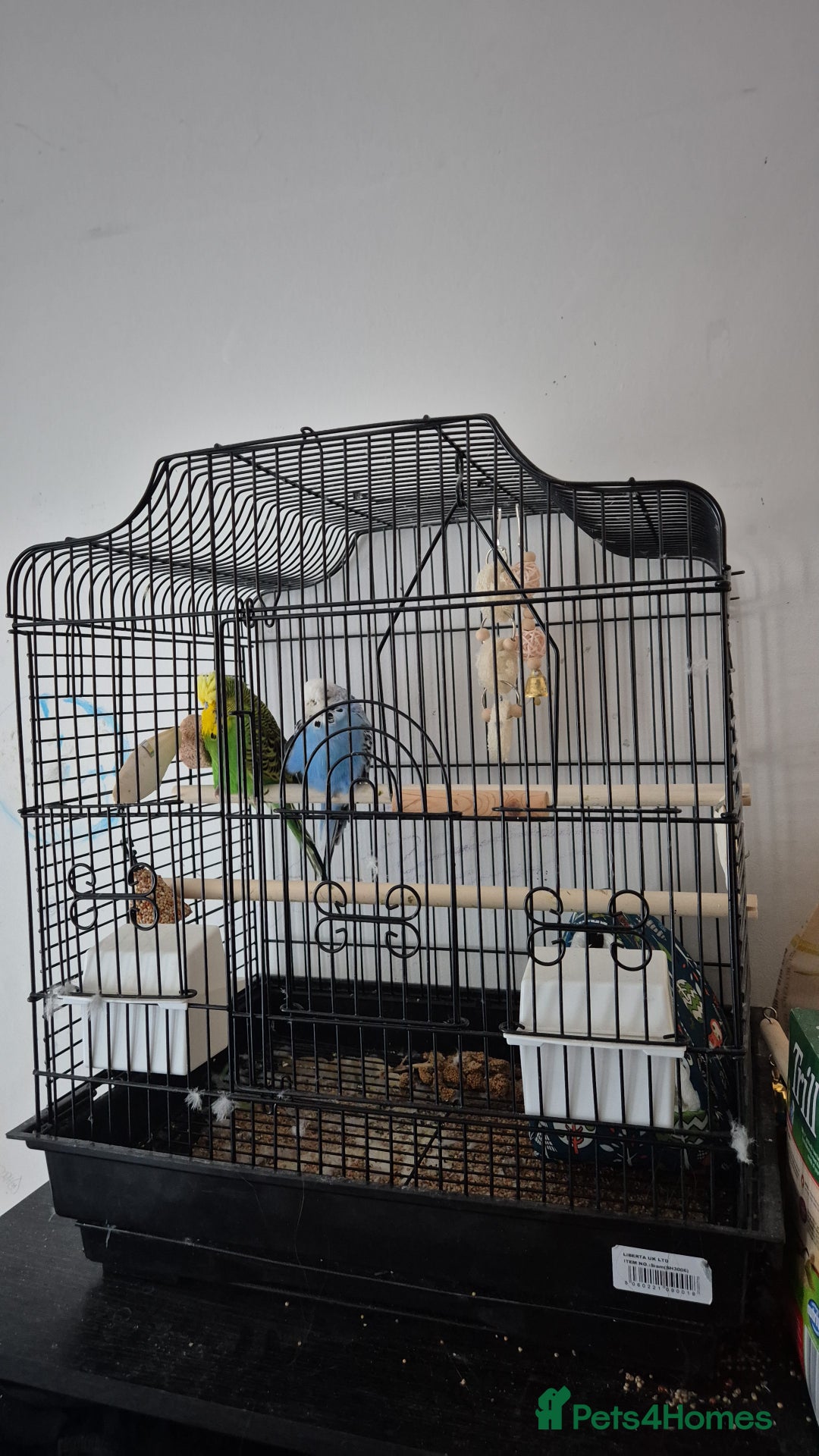 Budgerigars birds for sale: Budgies looking for a home  - Image 3