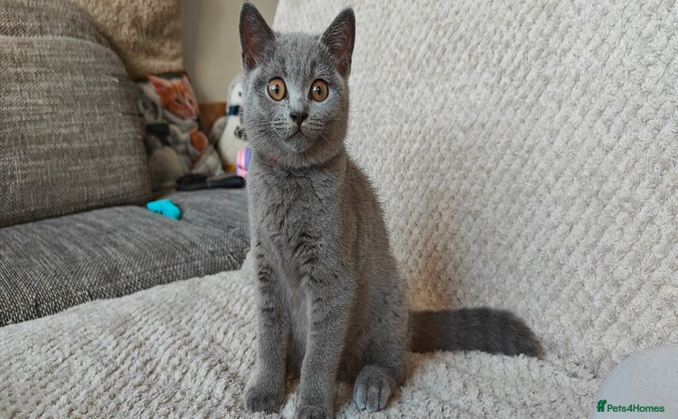 British Shorthair cats - Advert 4