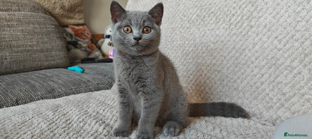 British Shorthair cats for sale: British shorthair blue / lilac kittens  - Image 3