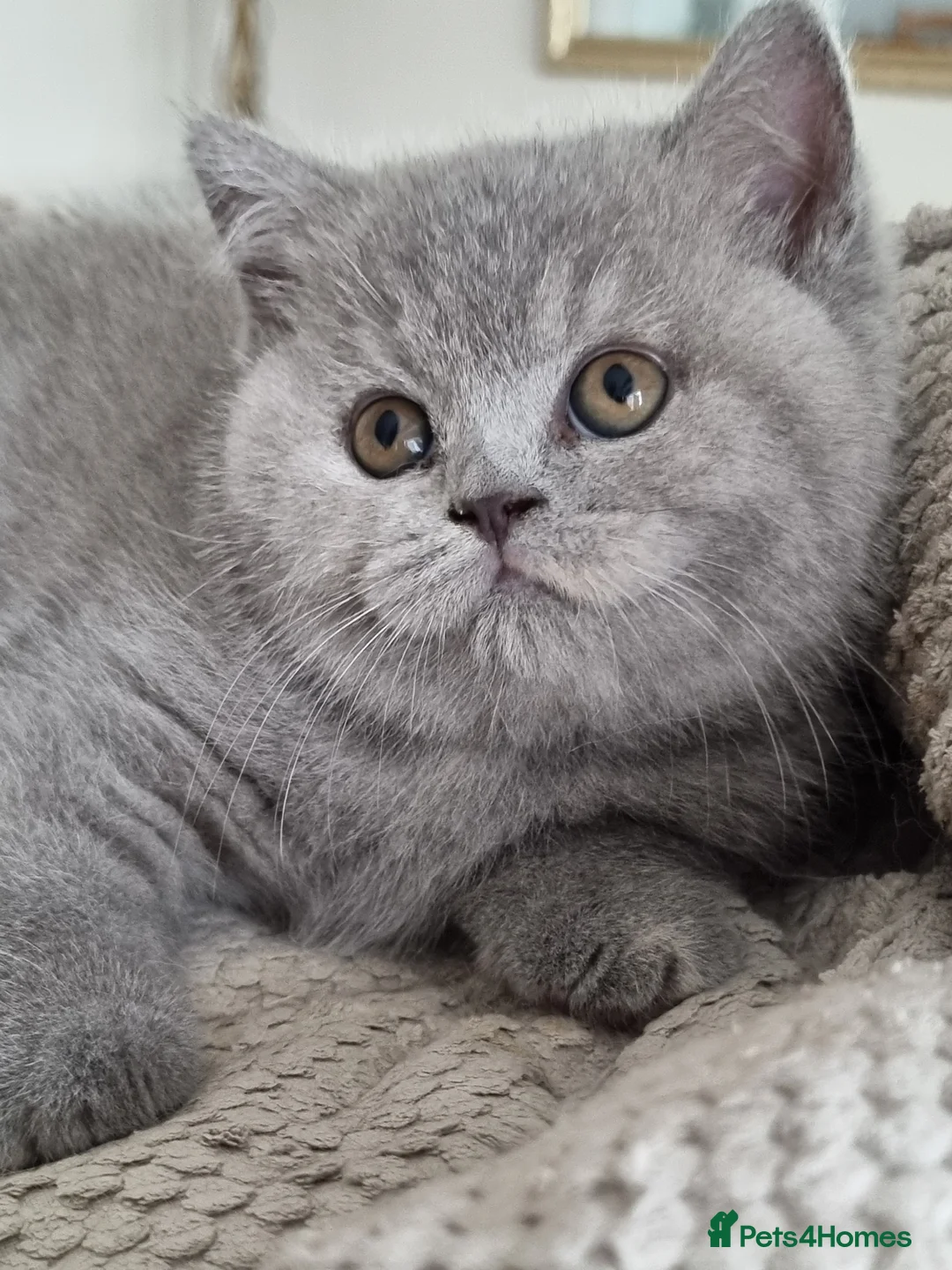 British Shorthair cats for sale: Beautiful sweet Britis Shorthair. Blue/cream  in Newport - Advert 10