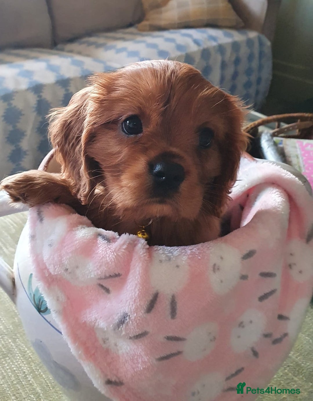 Cavalier King Charles Spaniel dogs for sale: Russian import x polish cavalier King Charles  - Advert 9