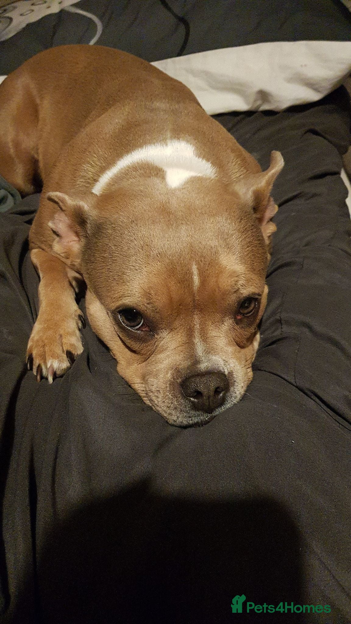 Mixed Breed dogs Staff/Frenchie - Advert 11