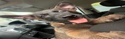 Belgian Shepherd Dog dogs for sale: last Belgian shepherd Harry READY TO GO - Advert 33