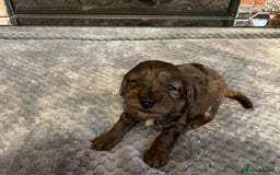 Cockapoo dogs for sale: 5 ⭐️ Cockapoo Puppies for 5 ⭐️ homes only - Image 21