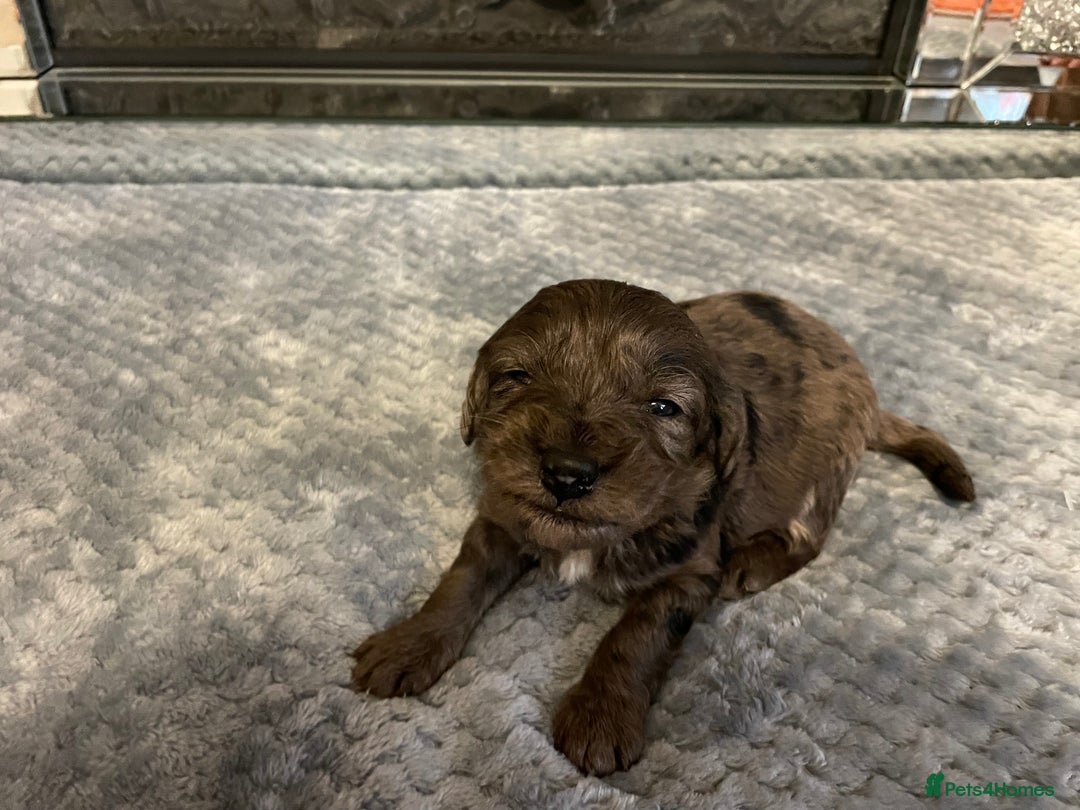Cockapoo dogs for sale: 5 ⭐️ Cockapoo Puppies for 5 ⭐️ homes only - Image 21