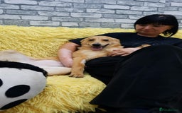 Mixed Breed dogs for adoption: 💖🐶 LESSY 🐶💖 - Image 10