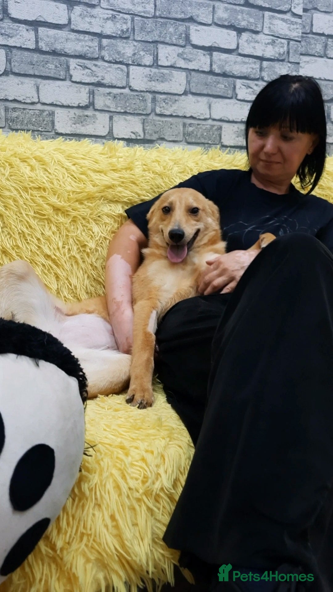Mixed Breed dogs for adoption: 💖🐶 LESSY 🐶💖 - Image 10