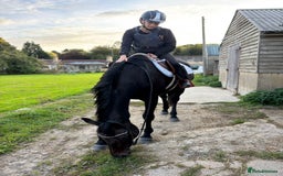 Irish Thoroughbred horses for sale: Super loving mare with huge heart ❤️  - Image 3